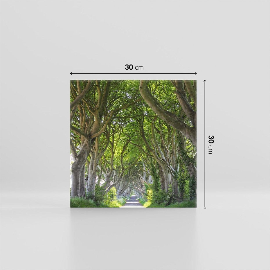 Obraz na płótnie 30x30 - Magiczny Las - drzewa, las
