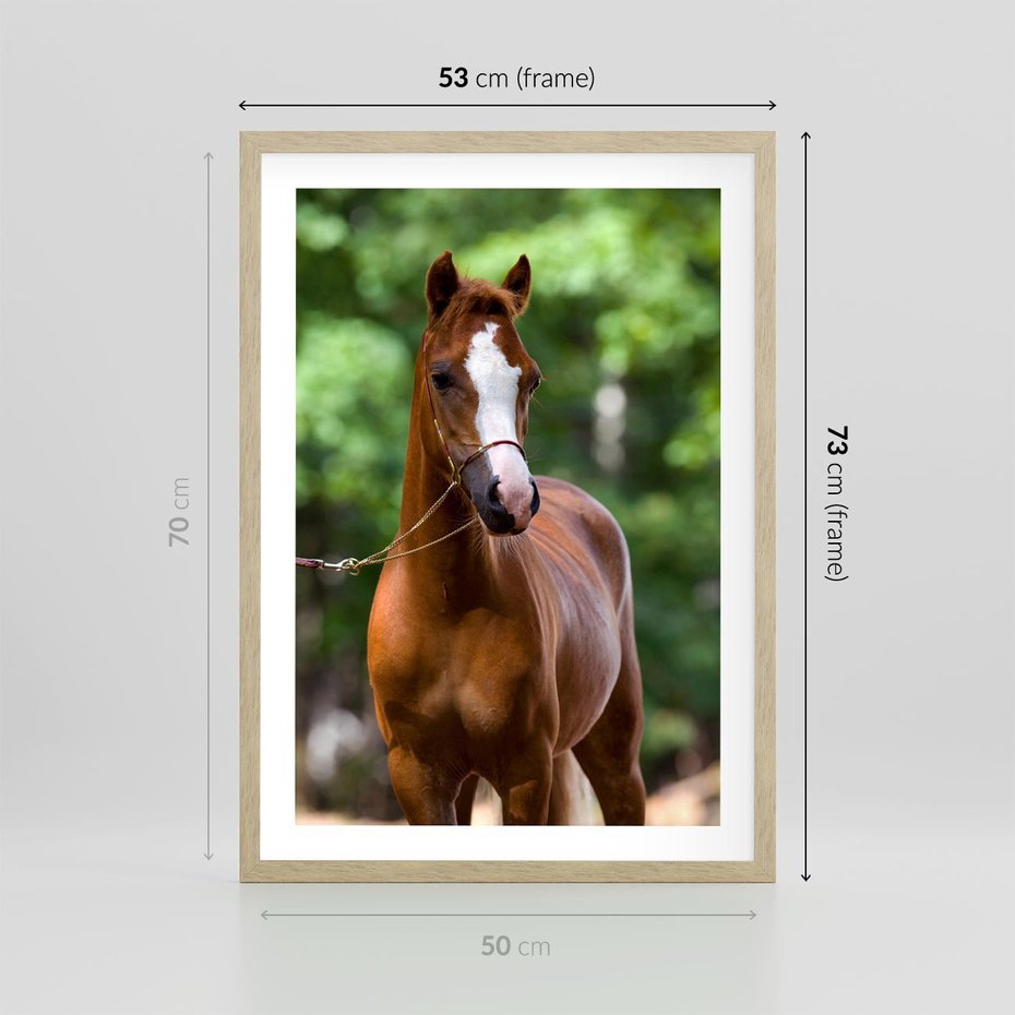Plakat w ramie 50x70 - Portret Szlachetnego Konia - koń, portret - rama drewno