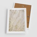 Plakat w ramie 50x70 - Białe Trawy Pampas - suche trawy, białe trawy - rama biała