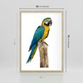 Plakat w ramie 50x70 - Kolorowa papuga w locie - papuga, ptak - rama drewno