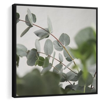 Obraz w ramie 50x50 - Liście eukaliptusa w naturze - eukaliptus, liście - rama czarna