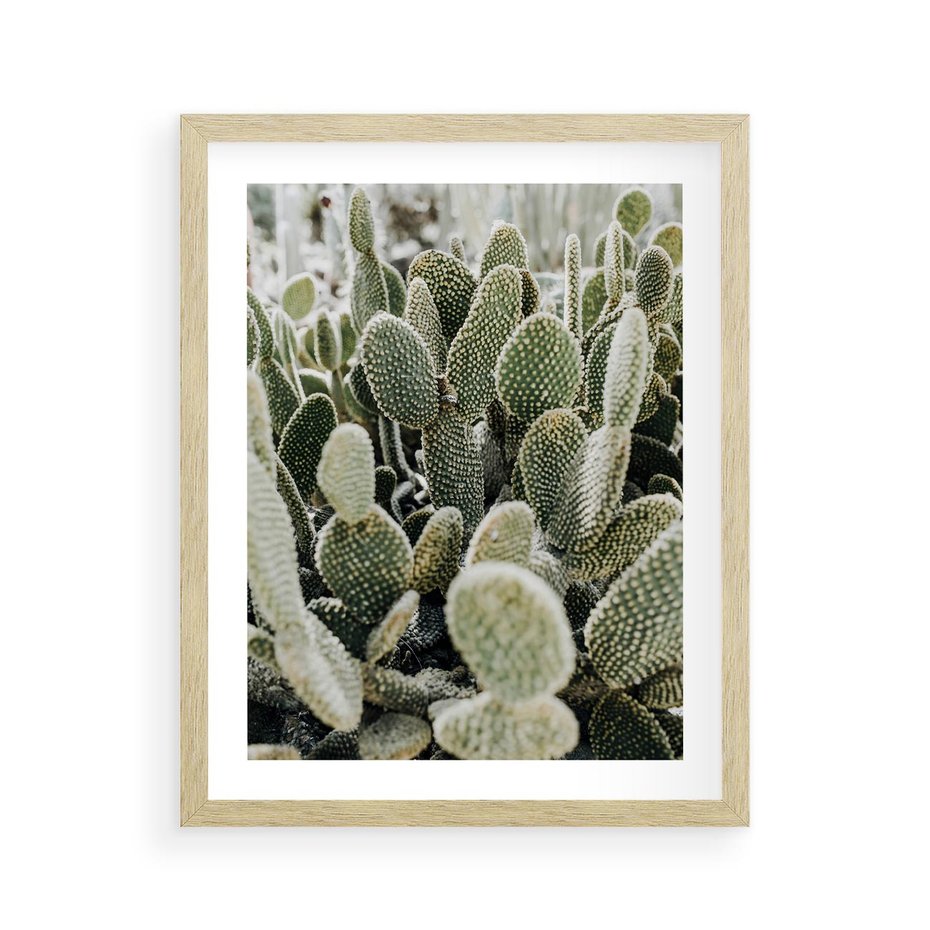 Plakat w ramie 40x50 - Kaktusowa Harmonia - kaktusy, fotografia - rama drewno