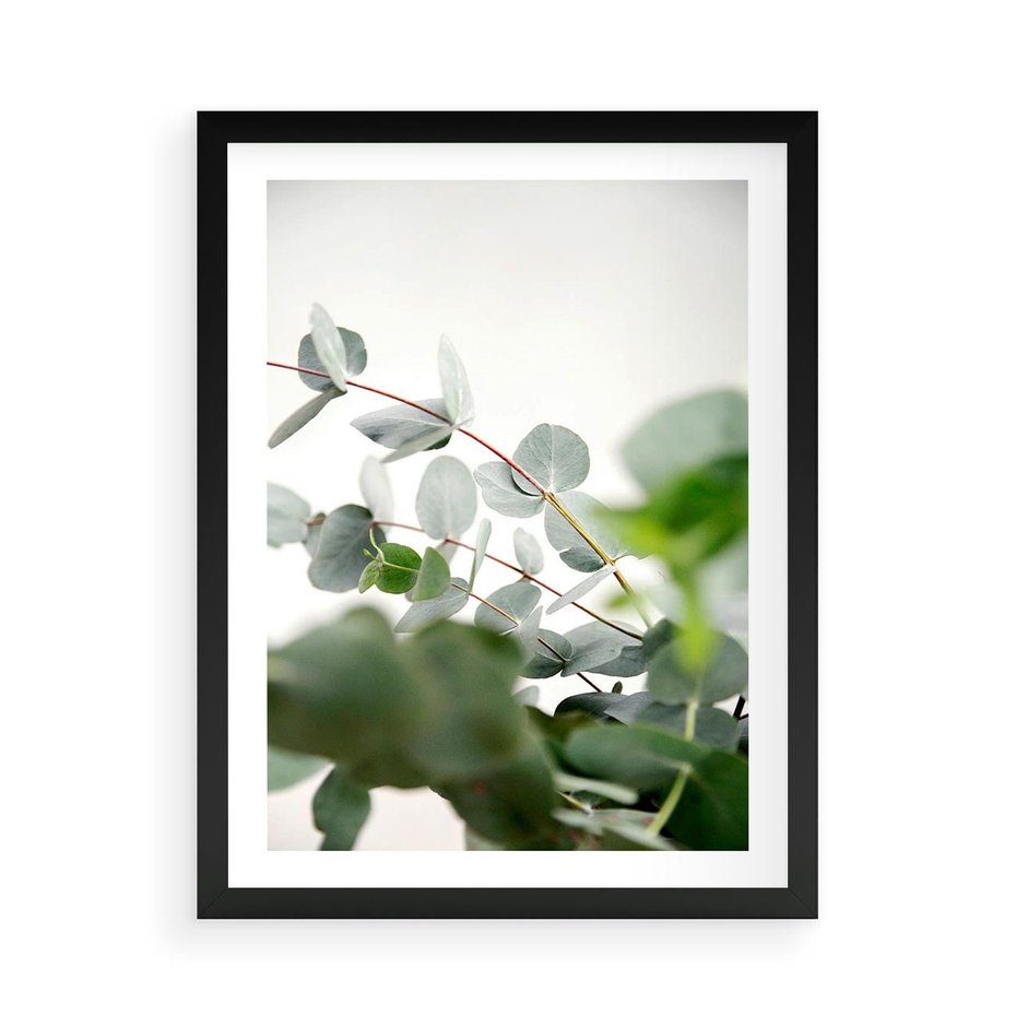 Plakat w ramie 50x70 - Zielony Świat Eukaliptusa - eukaliptus, fotografia - rama czarna