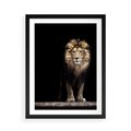 Plakat w ramie 50x70 - Lew: dzikie piękno natury - lew, dzikie - rama czarna