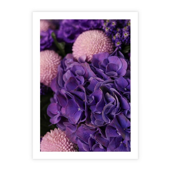 Plakat bez ramy 21x30 - Fioletowa hortensja - kwiaty, hortensja