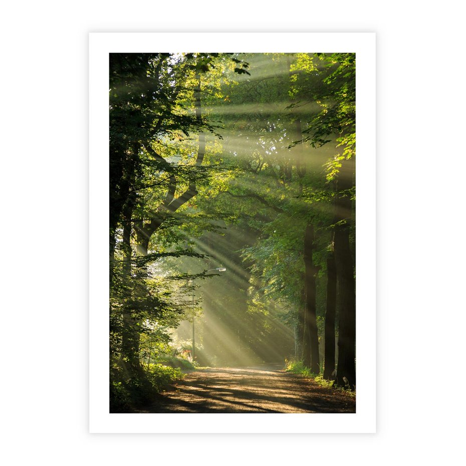Plakat bez ramy 30x40 - harmonia natury - las, drzewa