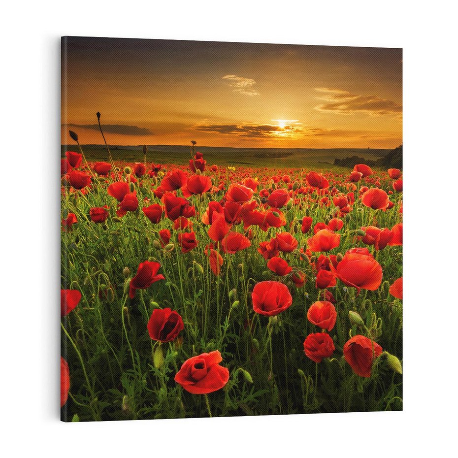 Obraz na płótnie 70x70 - Maki na łące: Przebudzenie wiosny - mak, maki