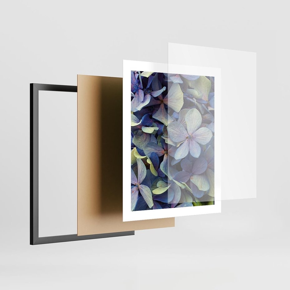 Plakat w ramie 40x50 - Hortensja - delikatność kwiatów - hortensja, kwiaty - rama czarna