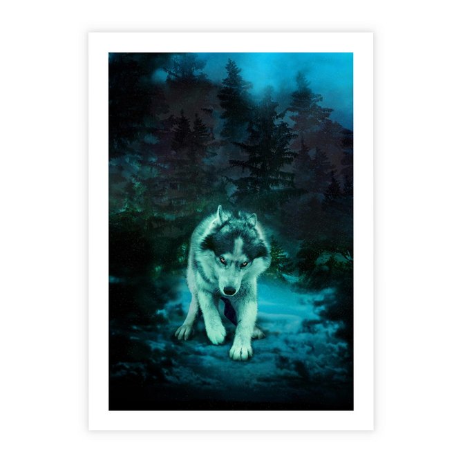 Plakat bez ramy 21x30 - Siła i wdzięk natury - wilk, husky