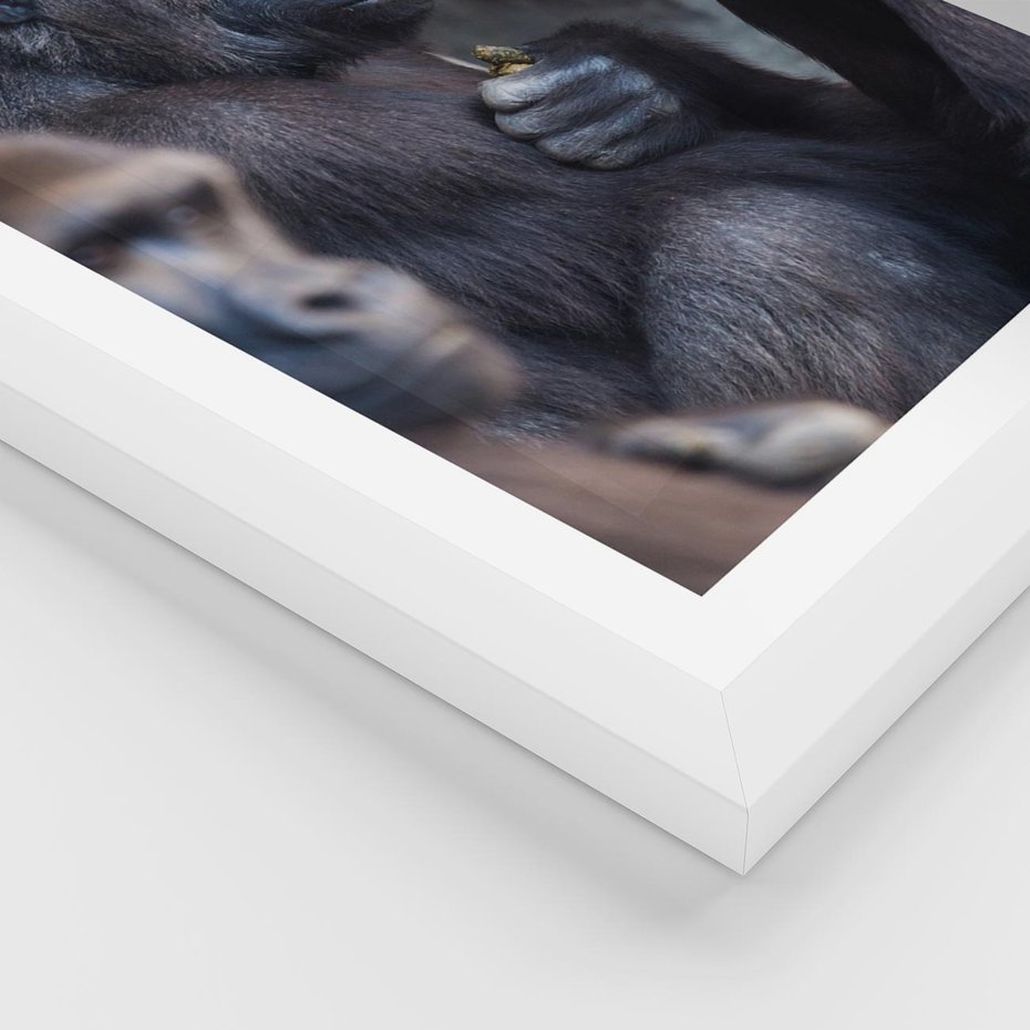 Plakat w ramie 50x70 - Małpy w ich naturalnym środowisku - małpy, szympansy - rama biała