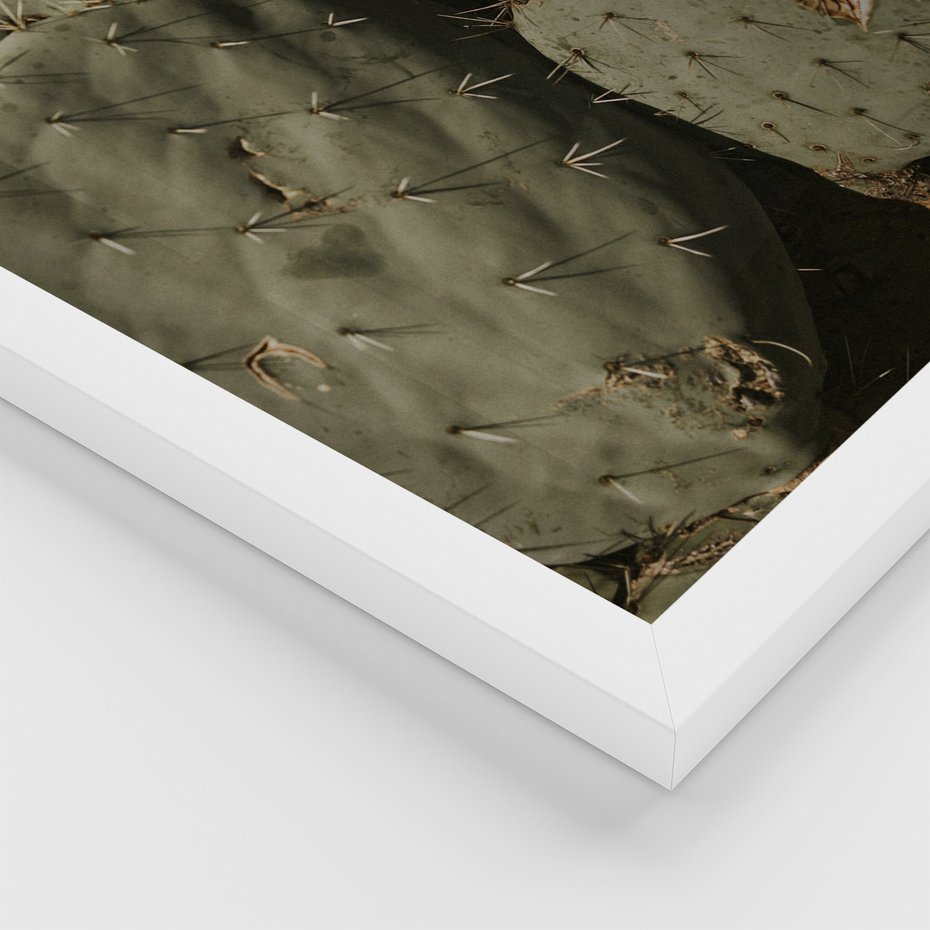 Zestaw obrazy w ramie 30x40 galeria - Kaktusy, sukulenty, opuncja, boho - rama biała