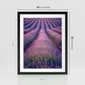 Plakat w ramie 40x50 - Pole Lawendy w Pełnej Krasie - pole lawendy, kompozycja - rama czarna