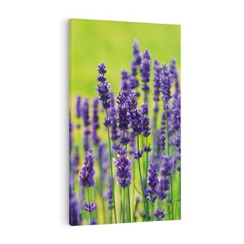 Obraz na płótnie 80x120 - Lawenda w naturze - lawenda, kwiaty