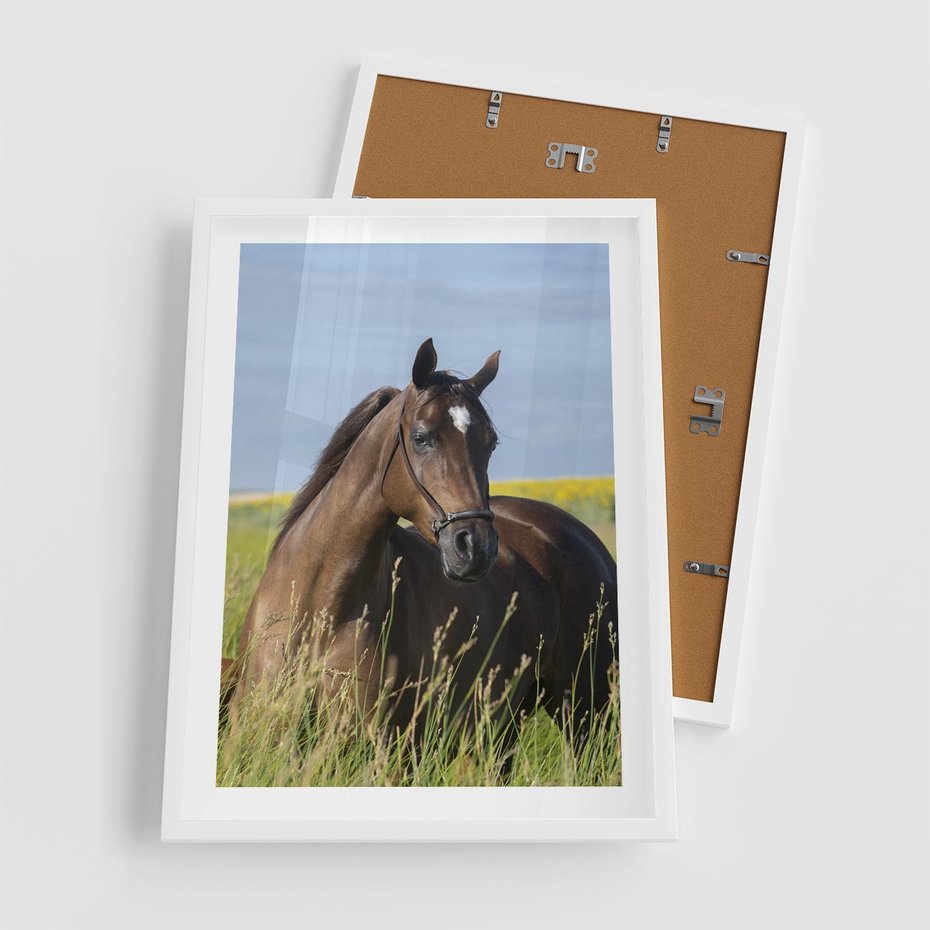 Plakat w ramie 50x70 - Siła i piękno natury - koń, łąka - rama biała