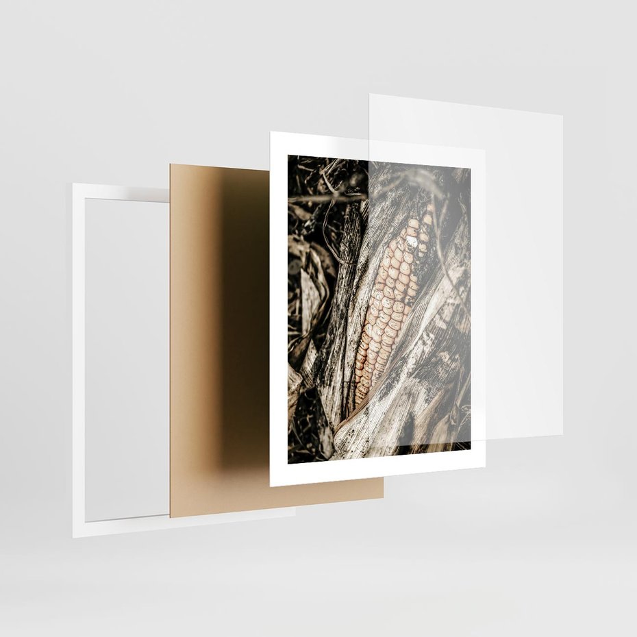 Plakat w ramie 40x50 - Kukurydza w Jesiennej Scenie - kukurydza, jesień - rama biała