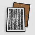 Plakat w ramie 50x70 - Kontrast Monochromatyczny - brzozy, czarno - rama czarna
