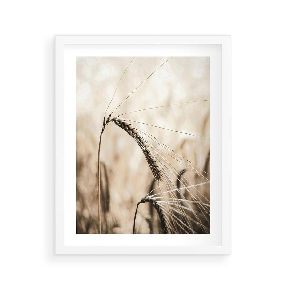 Plakat w ramie 40x50 - Źdźbło Pszenicy: Blisko Natury - źdźbło pszenicy, pszenica - rama biała