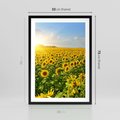 Plakat w ramie 50x70 - Idylla na łące słoneczników - łąka, słoneczniki - rama czarna