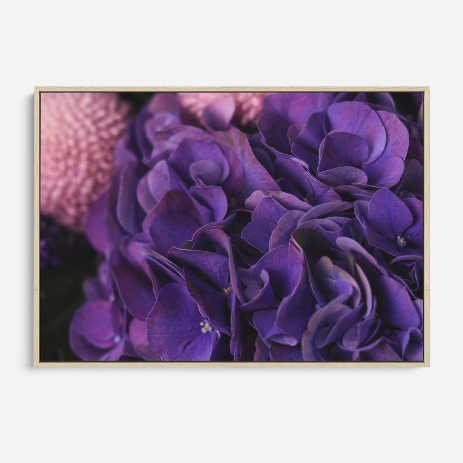 Obraz w ramie 120x80 - Fioletowa hortensja - kwiaty, hortensja - rama drewno