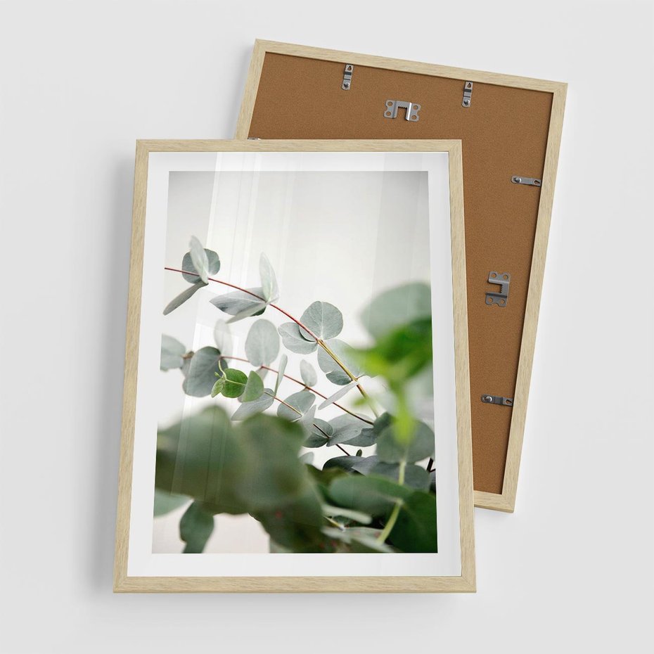 Plakat w ramie 50x70 - Zielony Świat Eukaliptusa - eukaliptus, fotografia - rama drewno