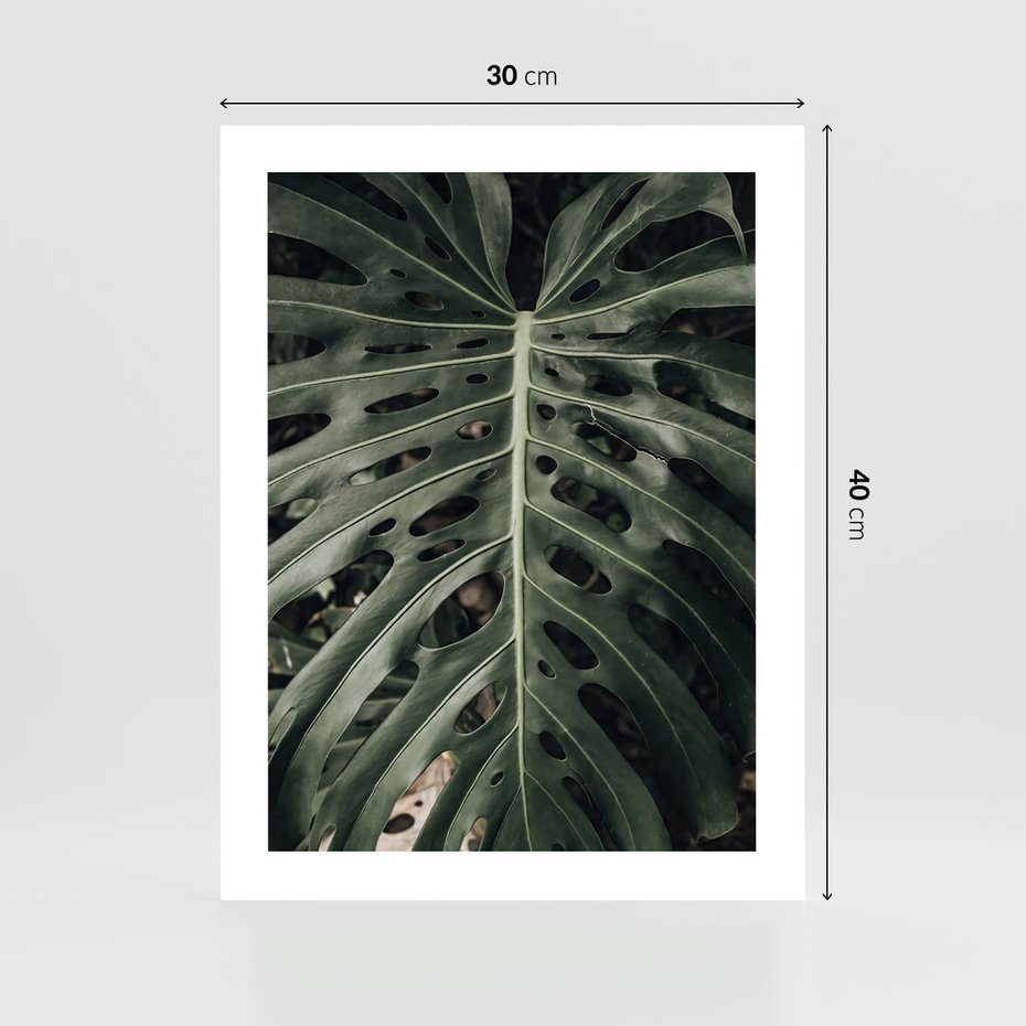 Plakat bez ramy 30x40 - Majestatyczny Liść Monstery - liść monstery, majestatyczny liść