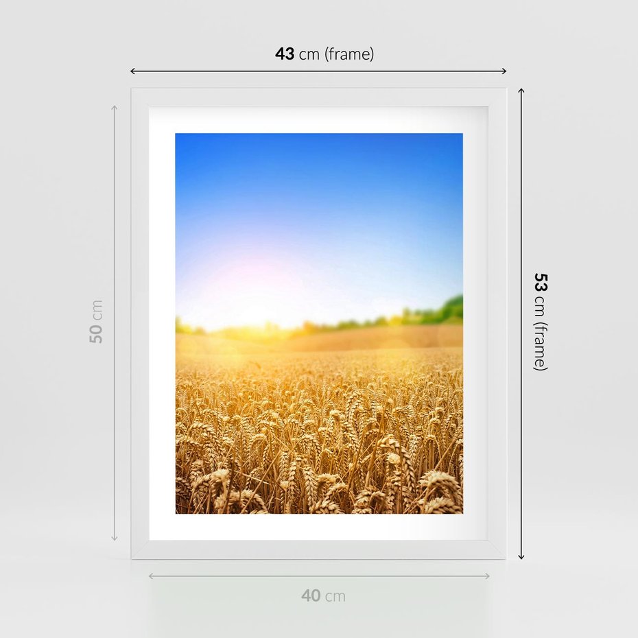 Plakat w ramie 40x50 - Żyzne Pola - pole, pszenicy - rama biała