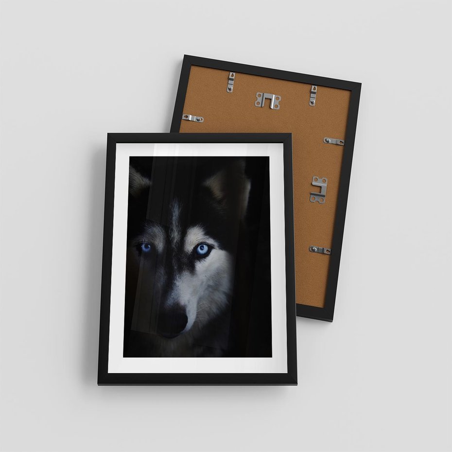 Plakat w ramie 30x40 - Wilk i husky: siła przyjaźni - wilk, husky - rama czarna