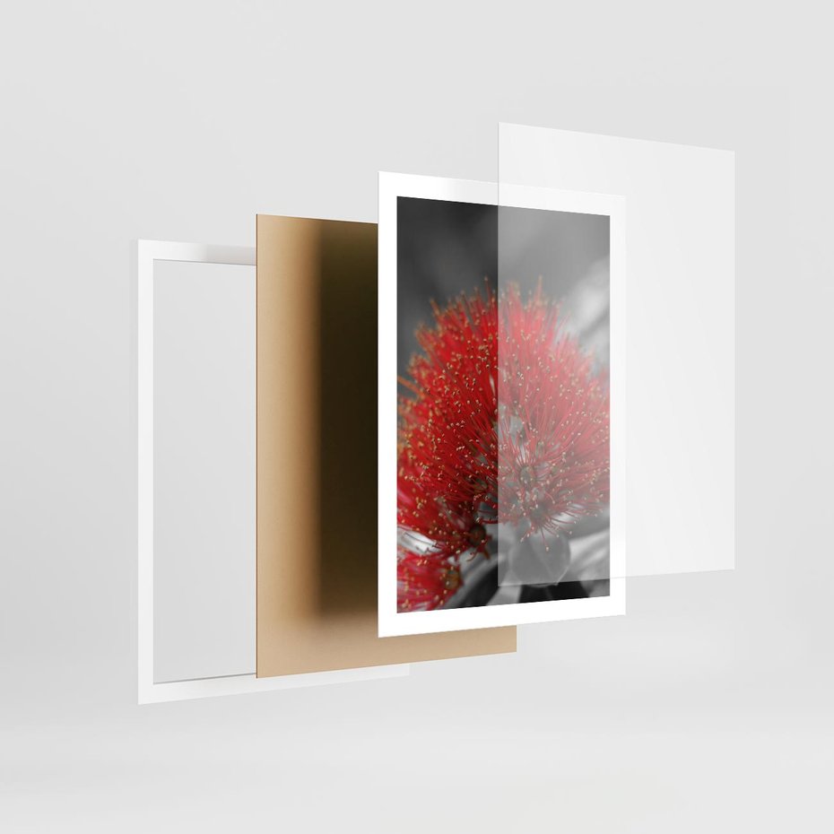 Plakat w ramie 50x70 - Ukwiał na rafie koralowej - ukwiał, rafa - rama biała