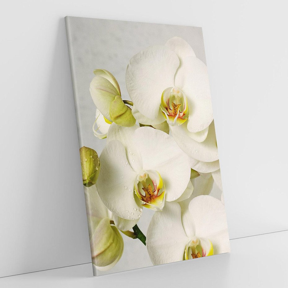Obraz na płótnie 70x100 - Elegancka uroda orchidei - orchidea, kwiaty