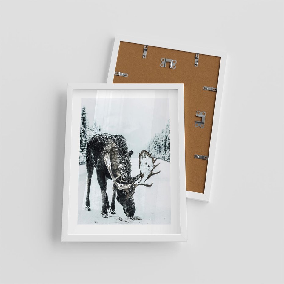 Plakat w ramie 30x40 - Zimowy Portret Łosia - łoś w zimowej scenerii - rama biała