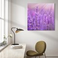 Obraz na płótnie 40x40 - Fioletowa harmonia lawendy - lawenda, fiolet