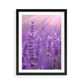 Plakat w ramie 50x70 - Fioletowa harmonia lawendy - lawenda, fiolet - rama czarna