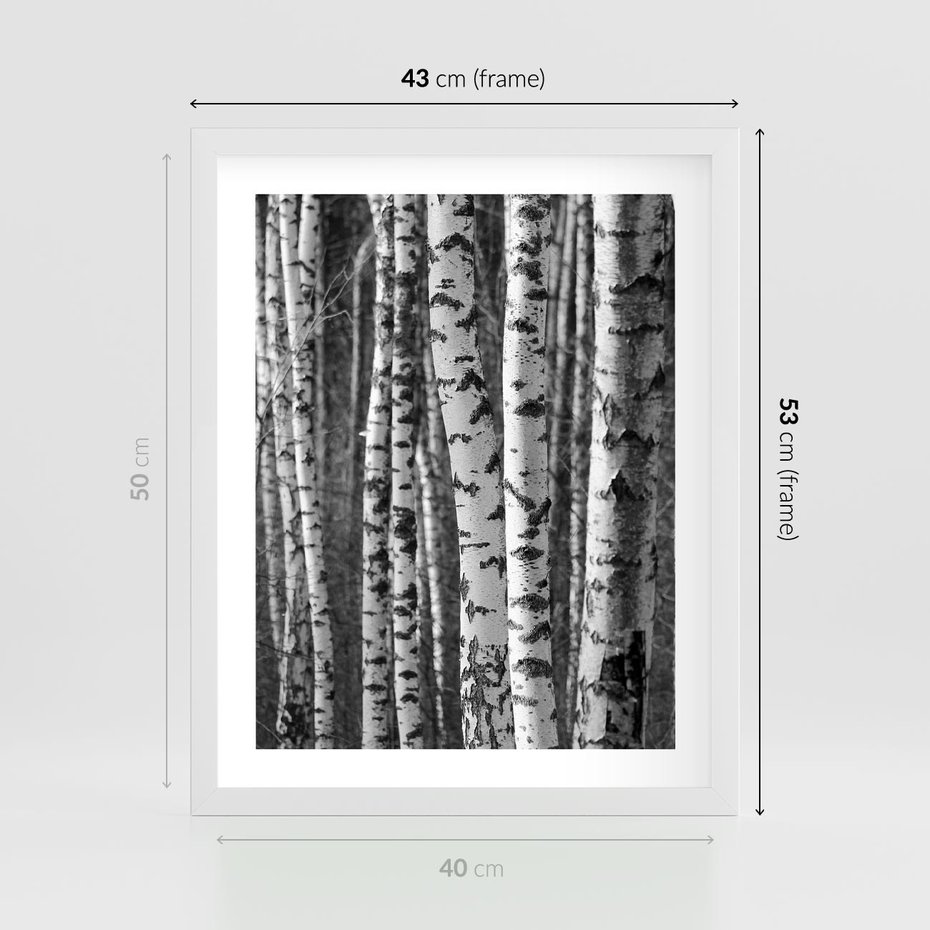 Plakat w ramie 40x50 - Kontrast Monochromatyczny - brzozy, czarno - rama biała