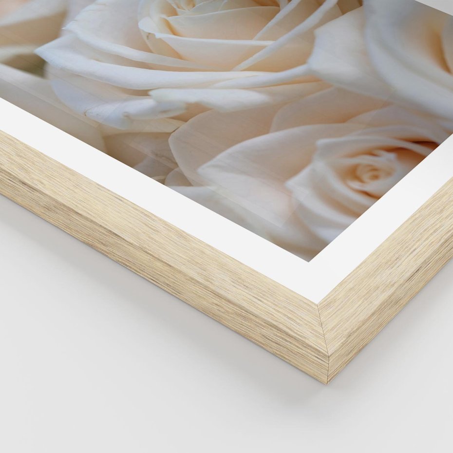 Plakat w ramie 50x70 - Białe róże piękności - białe, róże - rama drewno