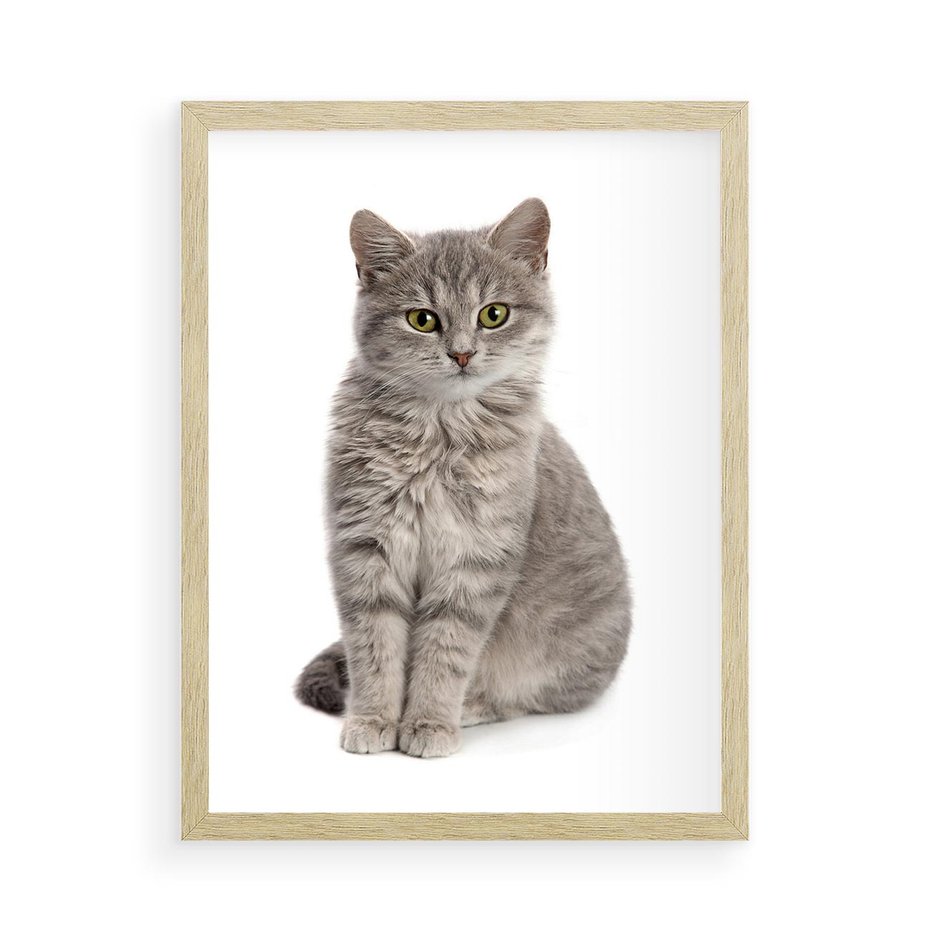 Plakat w ramie 50x70 - Kocie uroki na płótnie - kot, kotek - rama drewno