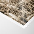 Plakat bez ramy 40x50 - Zbliżenie na Kłosy Zboża - zboża, kłosy zboża