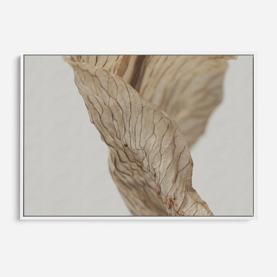 Obraz w ramie 70x50 - Suszone piękno - susz, suche - rama biała