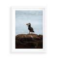 Plakat w ramie 50x70 - Portret Ptaka Morskiego - maskonur, ptak - rama biała