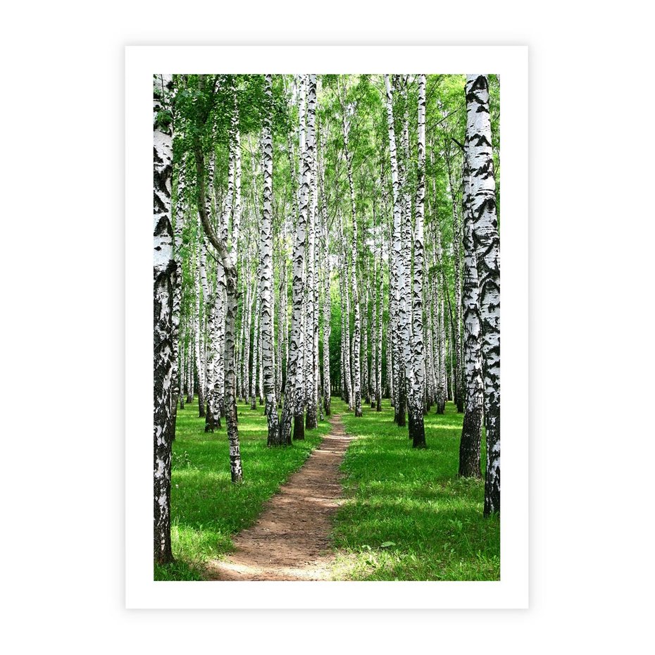 Plakat bez ramy 40x50 - Bajkowy las pełen brzóz - las, brzozy