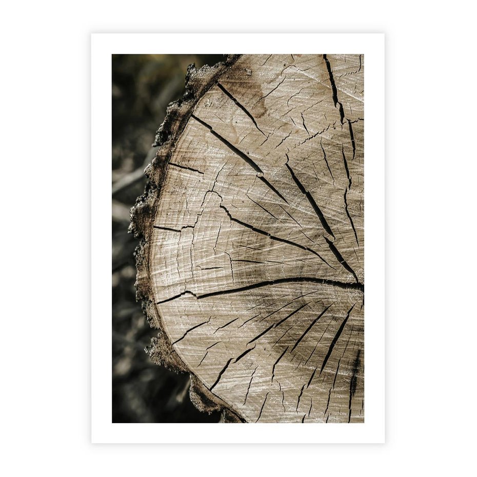 Plakat bez ramy 50x70 - Wnętrze Natury - pień, przecięty pień