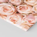 Obraz na płótnie 70x70 - Delikatność róż - piękno natury - róże, kwiaty