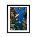 Plakat w ramie 40x50 - Podwodne królestwo rafy koralowej - rafa, koralowa - rama czarna