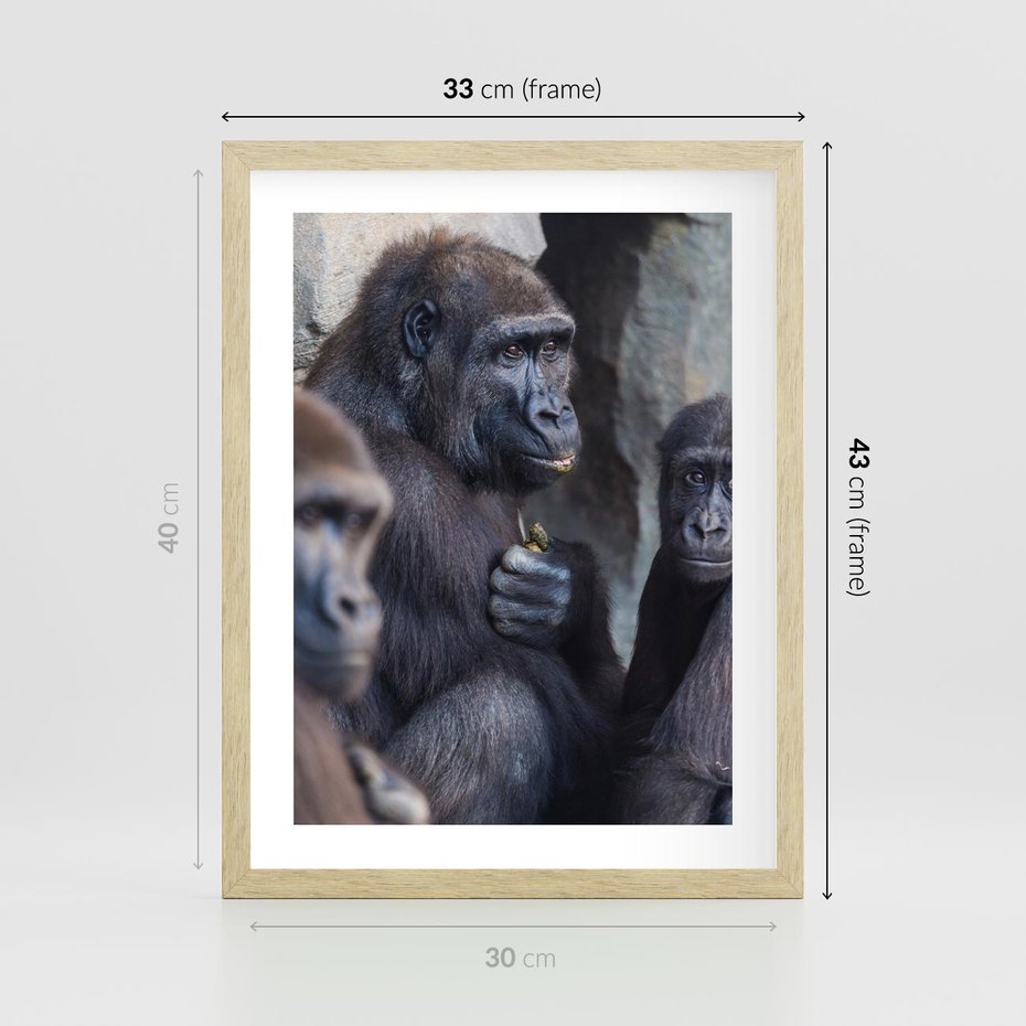 Plakat w ramie 30x40 - Małpy w ich naturalnym środowisku - małpy, szympansy - rama drewno