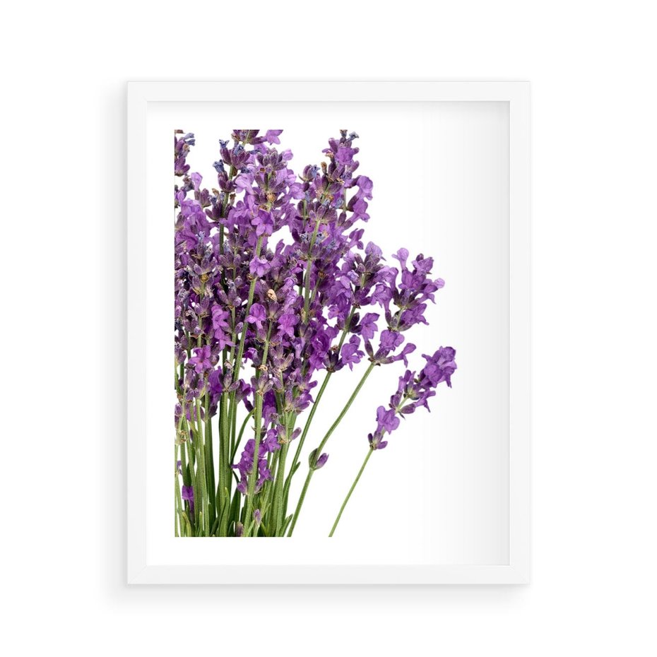 Plakat w ramie 40x50 - Pola lawendy w pełnym rozkwicie - lawenda, kwiaty - rama biała