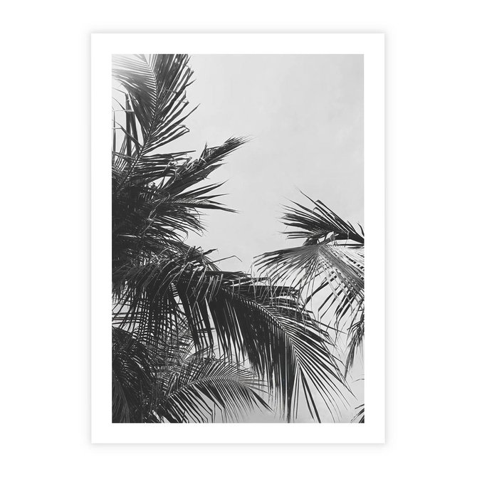 Plakat bez ramy 21x30 - Palmy w Monochromii - palmy, tropikalne palmy