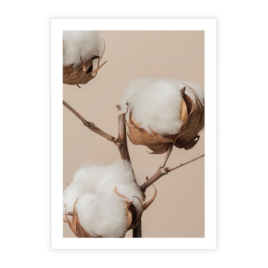 Plakat bez ramy 30x40 - Bawełniana melancholia - bawełna, suche