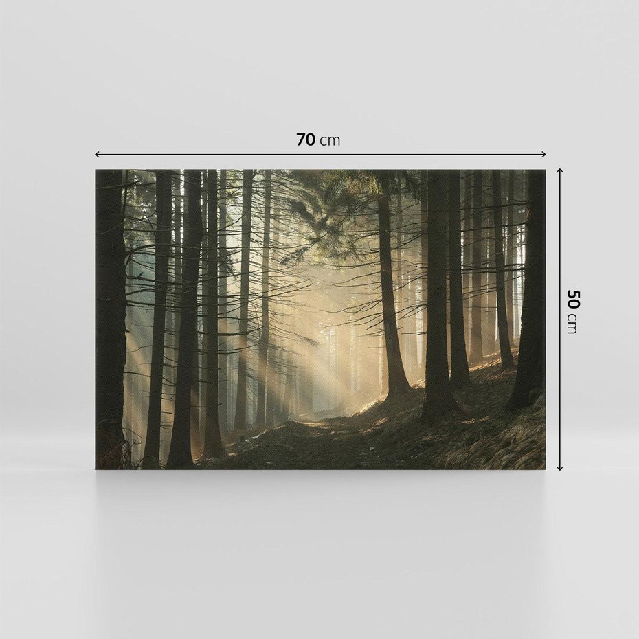 Obraz na płótnie 70x50 - Urok lasu: drzewa w pełnej okazałości - las, drzewa