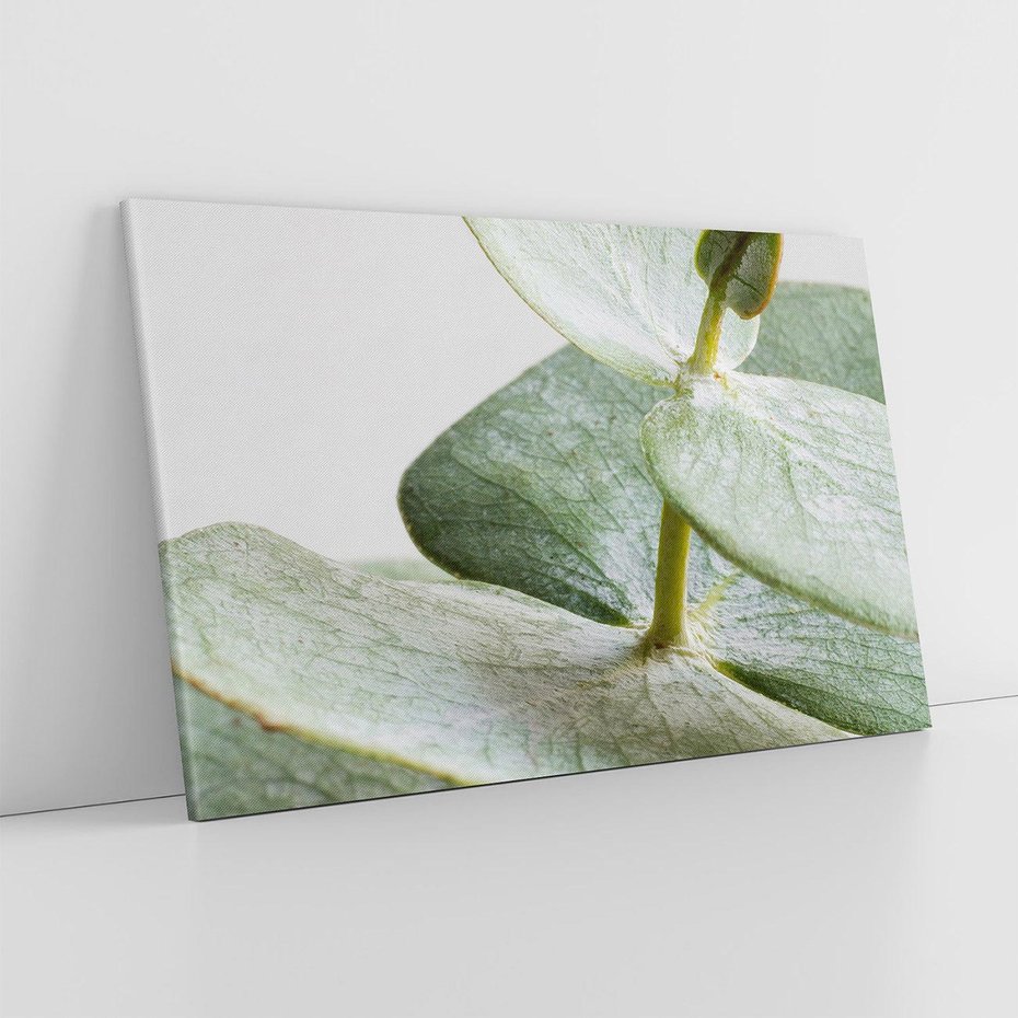 Obraz na płótnie 70x50 - Eukaliptusowa zieleń - eukaliptus, zielone