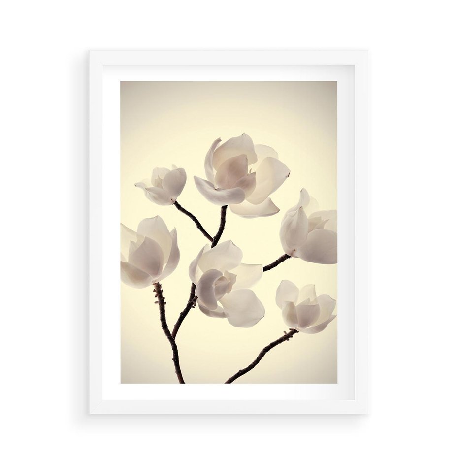 Plakat w ramie 50x70 - Elegancja Natury - magnolia, białe - rama biała