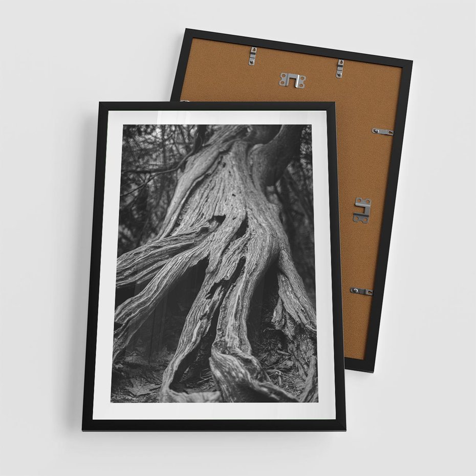 Plakat w ramie 50x70 - Siła Natury - czarno biała fotografia, korzenie wielkiego drzewa - rama czarna